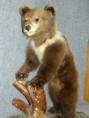 /album/fotogaleria-muzeum-svaty-anton/01-09-cimg0838-jpg/